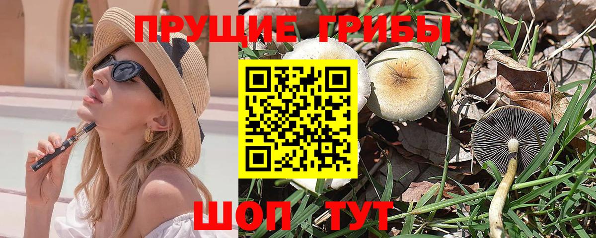 Грозный  Галлюциногенные грибы Psilocybe  Вход с VPN 